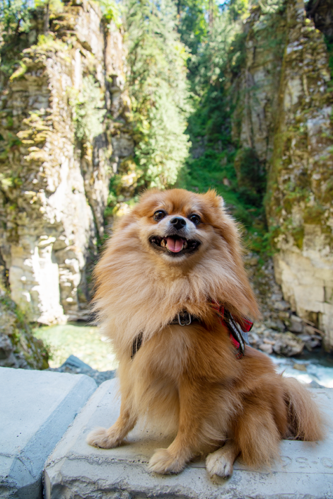 Pomeranian dog sitting calmly for a professional studio portrait.